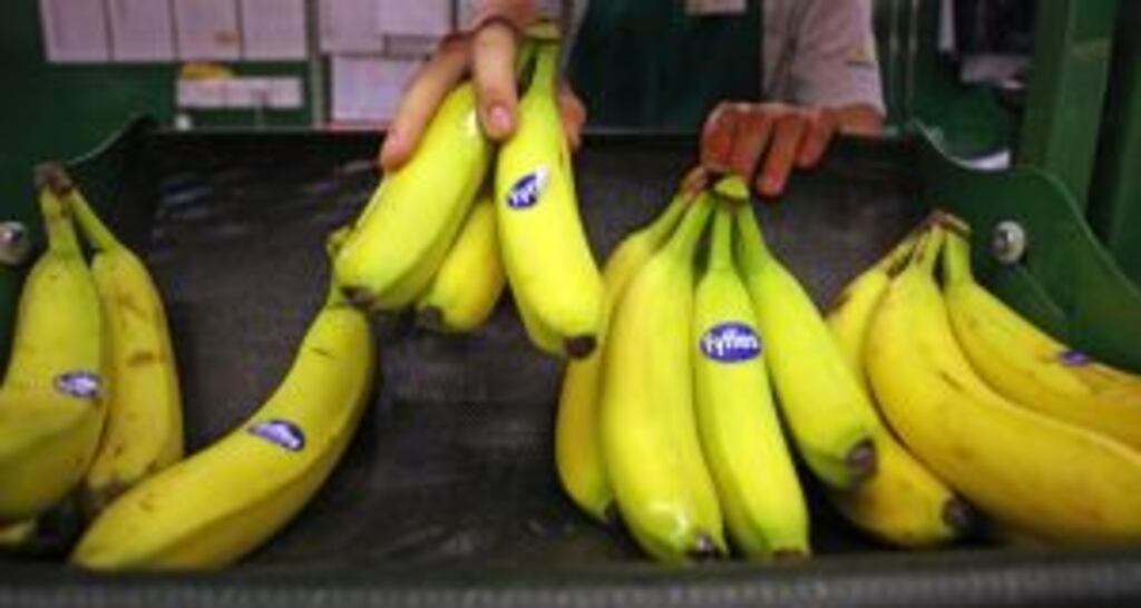 Chiquita’s board still recommends a tie-up with Fyffes