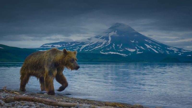A brown bear patrols the shore of Kurile Lake, which lies in the shadow of a volcano. Photographer: Silverback films