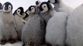 Video: the top 10 cutest animals -  and that’s a scientific fact