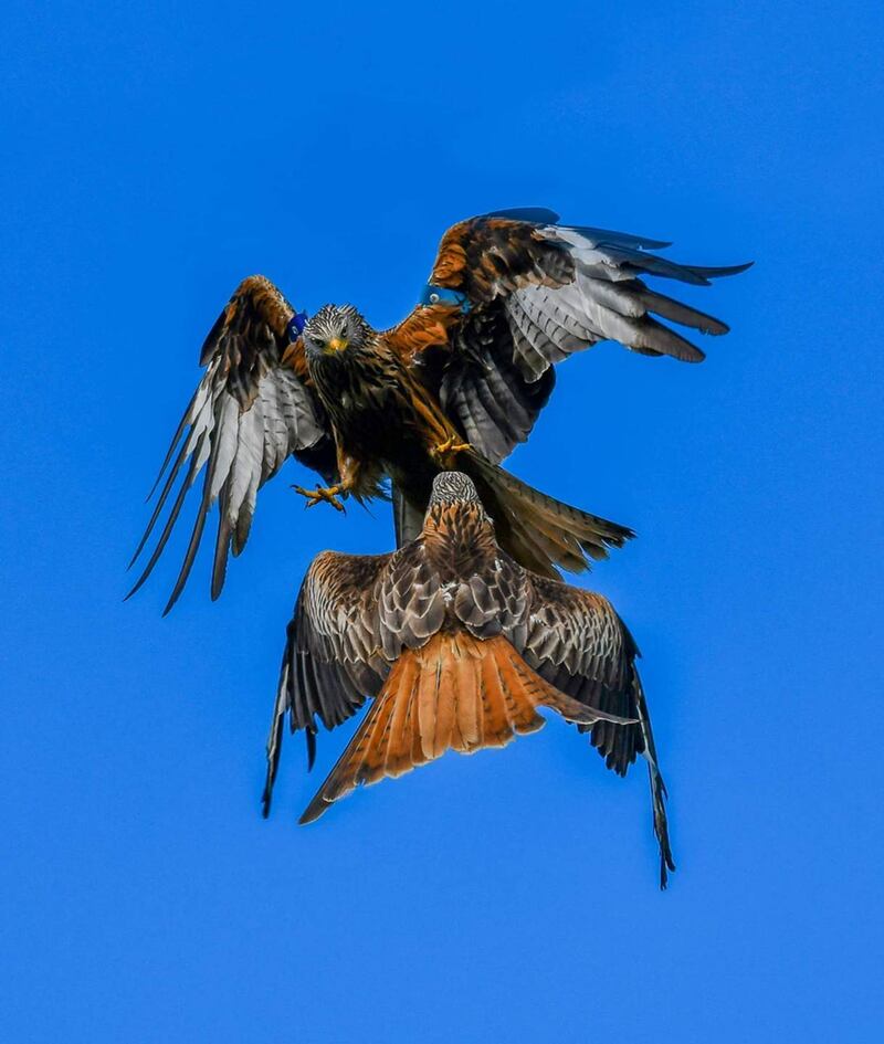 clashing red kites