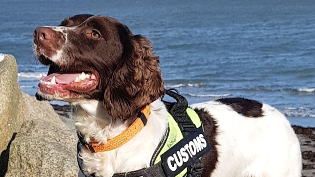 Customs detector dog Flynn