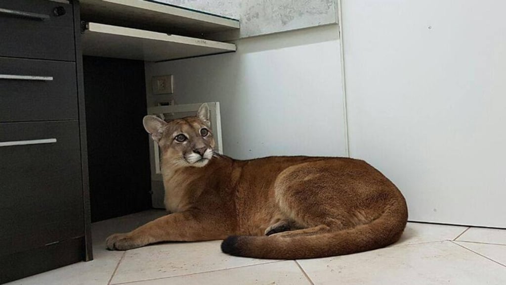 Pumas: excellent at filing and photocopying. Photograph: AFP/Getty Images/Sao Paulo state fire department