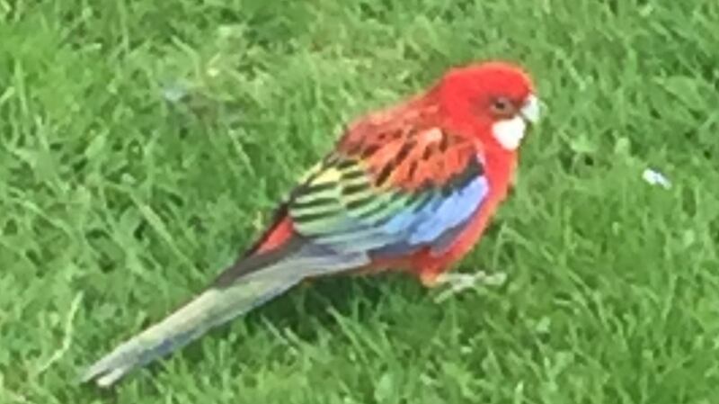 Western rosella