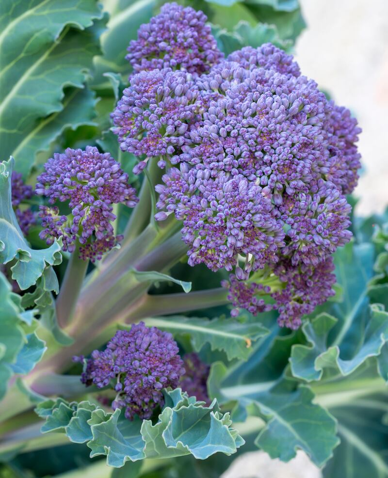 Purple sprouting broccoli can tolerate temperatures as low as -15°C