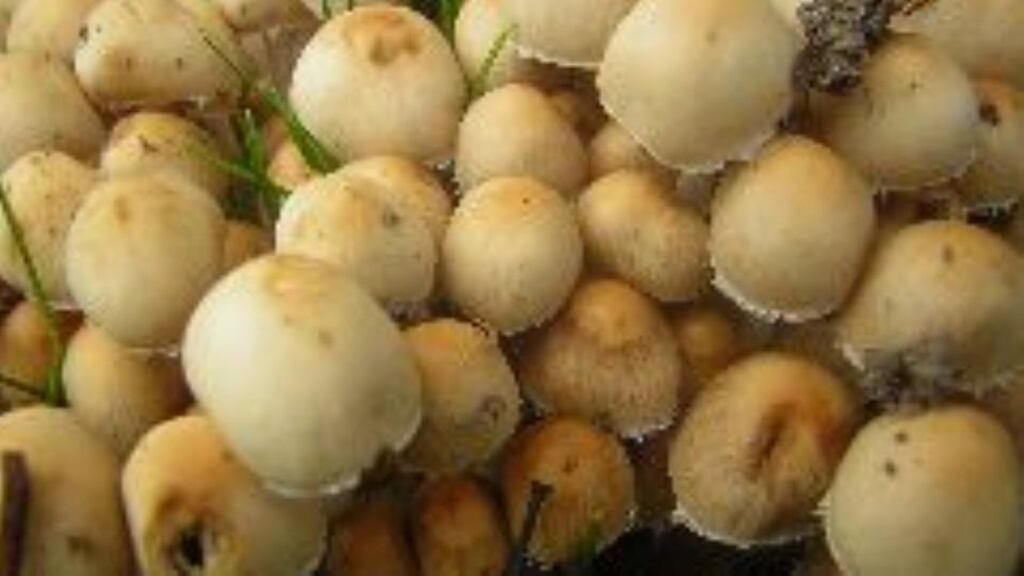 Safety advice has been issued on wild mushrooms as figures reveal 11 children and seven adults are known to have been poisoned by fungal organisms this year.  Photograph: poisons.ie
