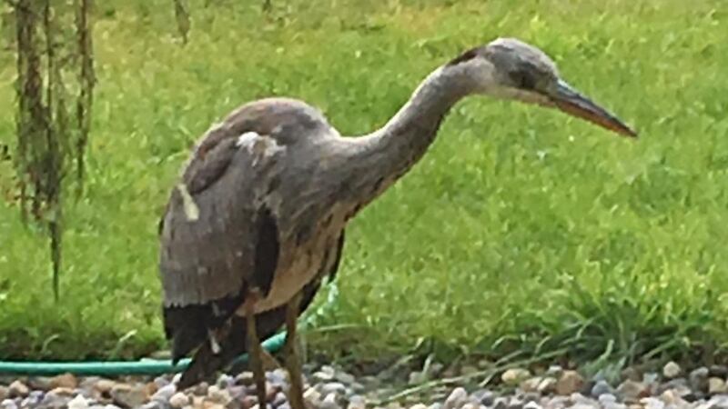 A heron by a pond in Tramore, Co Waterford