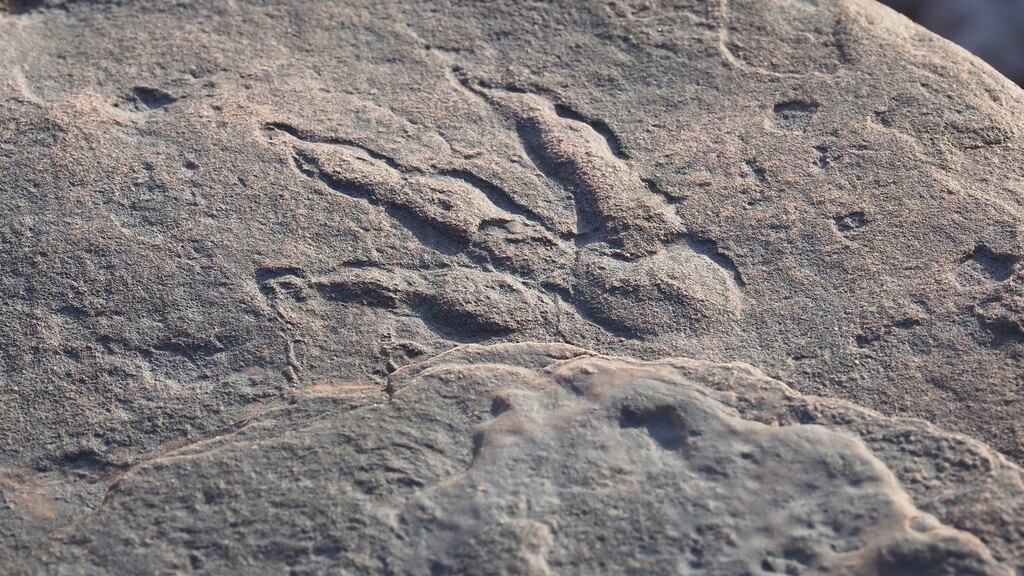 Lily Wilder made the discovery earlier this month, while on a walk with her father Richard. Photograph: Amgueddfa Caerdydd/PA