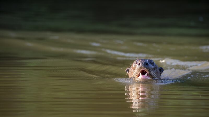 In the Pantanal: a giant otter. Photograph: Wolfgang Kaehler/LightRocket via Getty