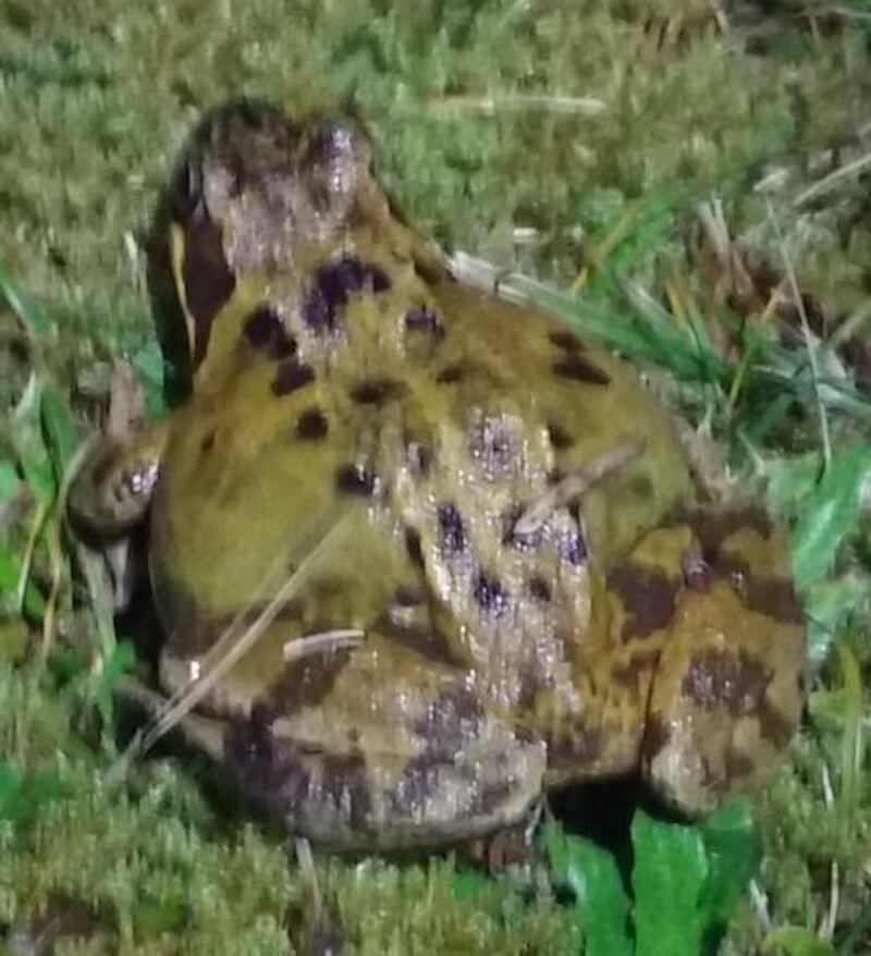 Pregnant frog