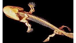 The Acanthostega and Ichthyostega were early landwalkers, tetrapods, which could walk on land but also swim efficiently. The fossilised footprints discovered in Poland suggest this type of creature may have lived 18 million years before these animals.