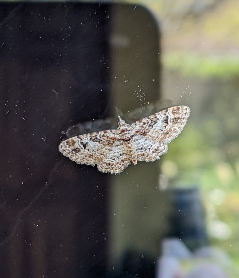Moth, supplied by Mary Quinn