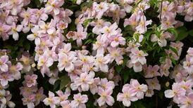 ‘How can I make my wisteria and clematis-clad wall look less bare in winter?’
