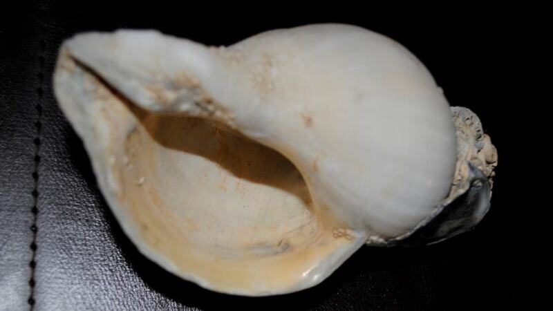 Eyes on nature: the 12cm whelk shell that Fred Fitzsimons’s grandson found at Laytown beach, Co Meath
