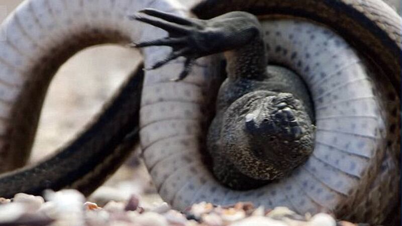 Planet Earth II: the episode featuring a baby iguana and a killer snake was a unifying moment of 2016