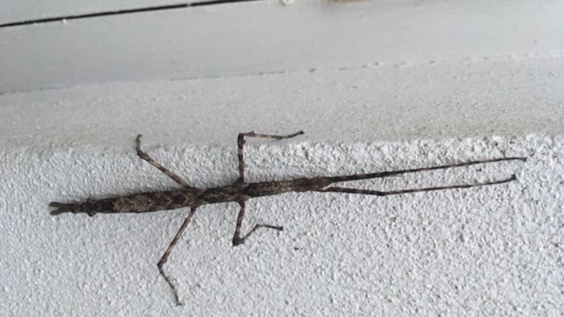 Stick insect