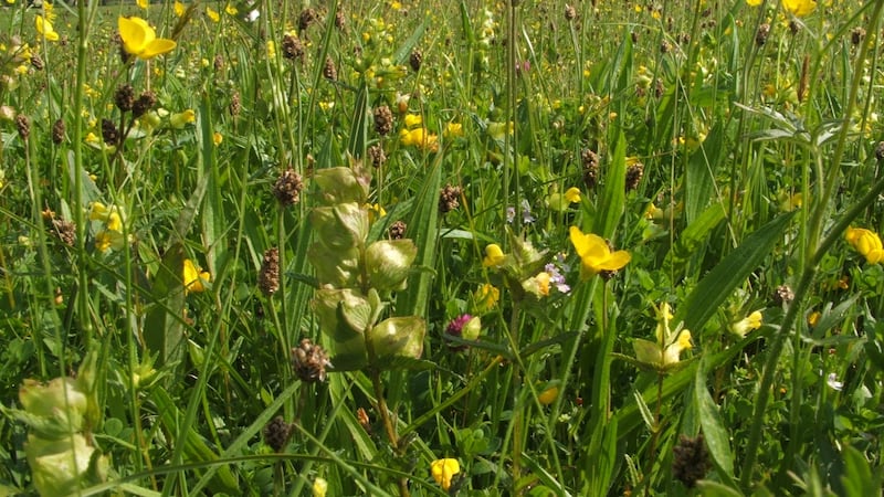 Hay meadow in the Shannon Callows contains most of the area’s myriad wildflower species; 15 of them are shown here. Photograph: Stephen Heery