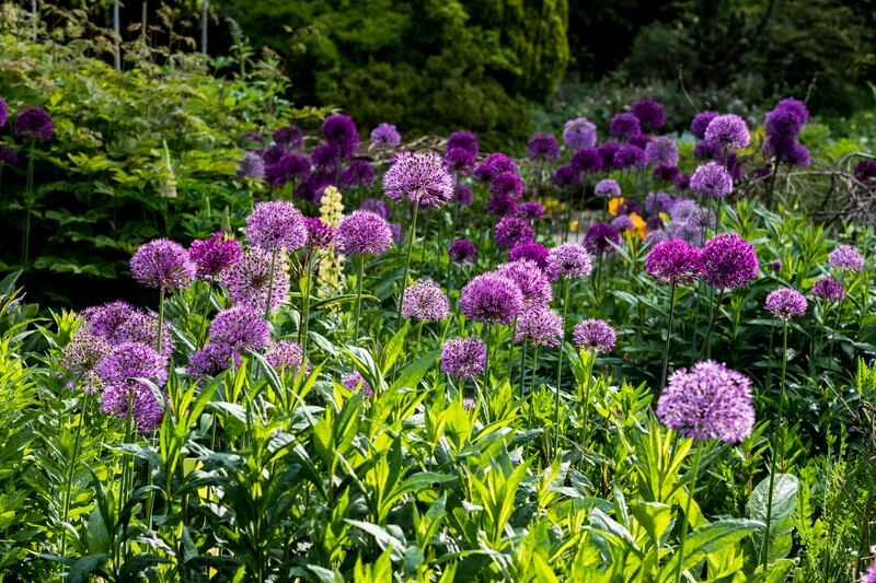 Summer-flowering bulbs and hardy biennials planted last autumn are readying themselves to throw out their first delicate, perfumed blooms, including alliums (pictured), Dutch irises and sweet William. Photograph: Mint Images/Getty