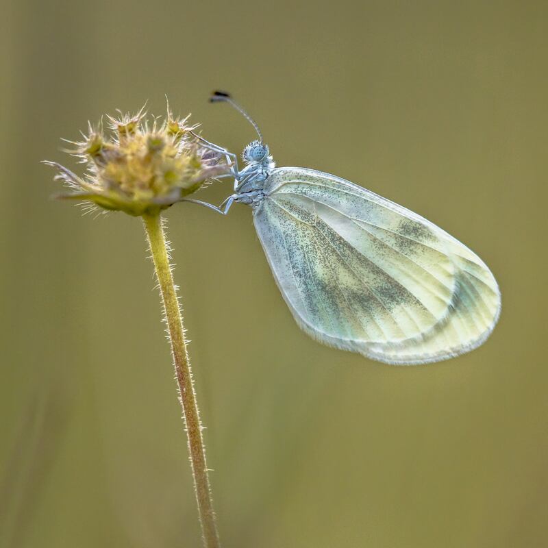 The wood white butterfly. Photograph: iStock