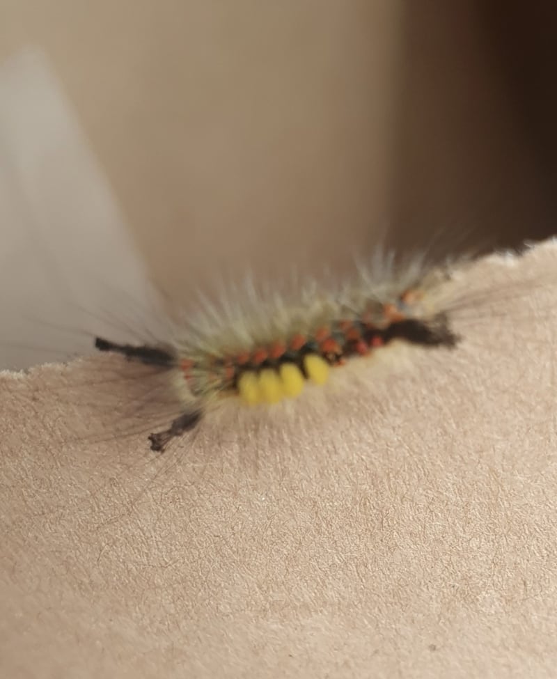 A caterpillar of the vapourer moth in Waterford. Photograph: Paul Downey