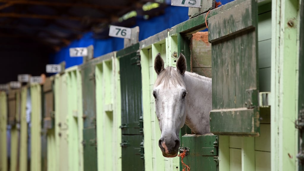 This year’s Dublin Horse Show runs from Wednesday to Sunday at the RDS. Photograph: Eric Luke/The Irish Times