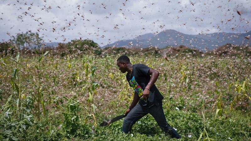 A farmer wades through a swarm of desert locusts flying over maize crops in a farm in Enziu, Kitui County, some 200km east off Nairobi. Photograph: Dai Kurokawa/EPA