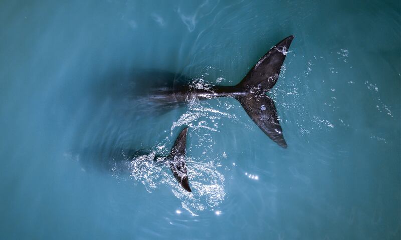 South Africa’s Hermanus offers some of the best land-based whale watching in the world
