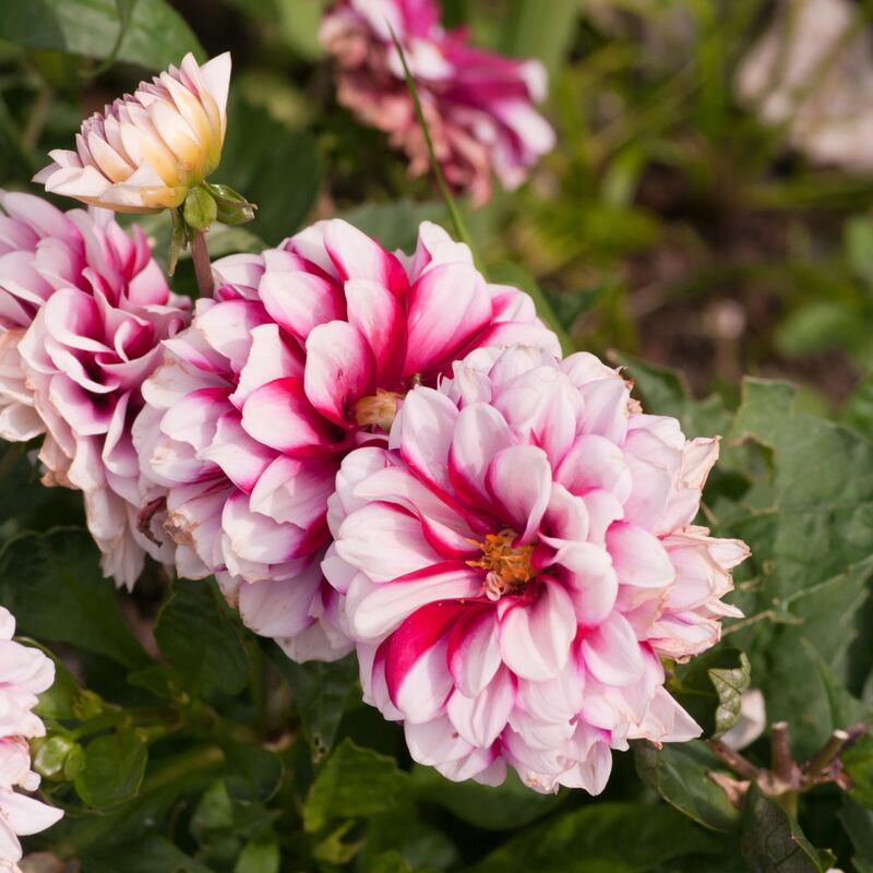 Nettle feed is impressively effective in protecting established but vulnerable plants such as dahlias. Photograph: Alamy/PA