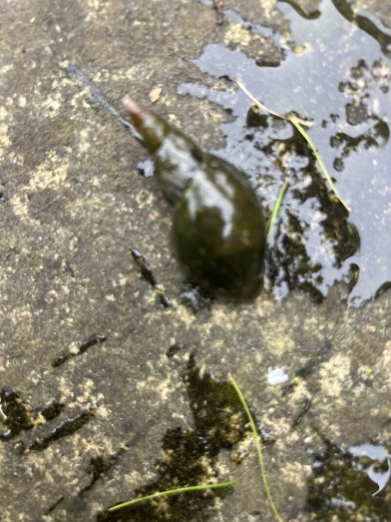 Pond snail. Photograph: Marion Walsh