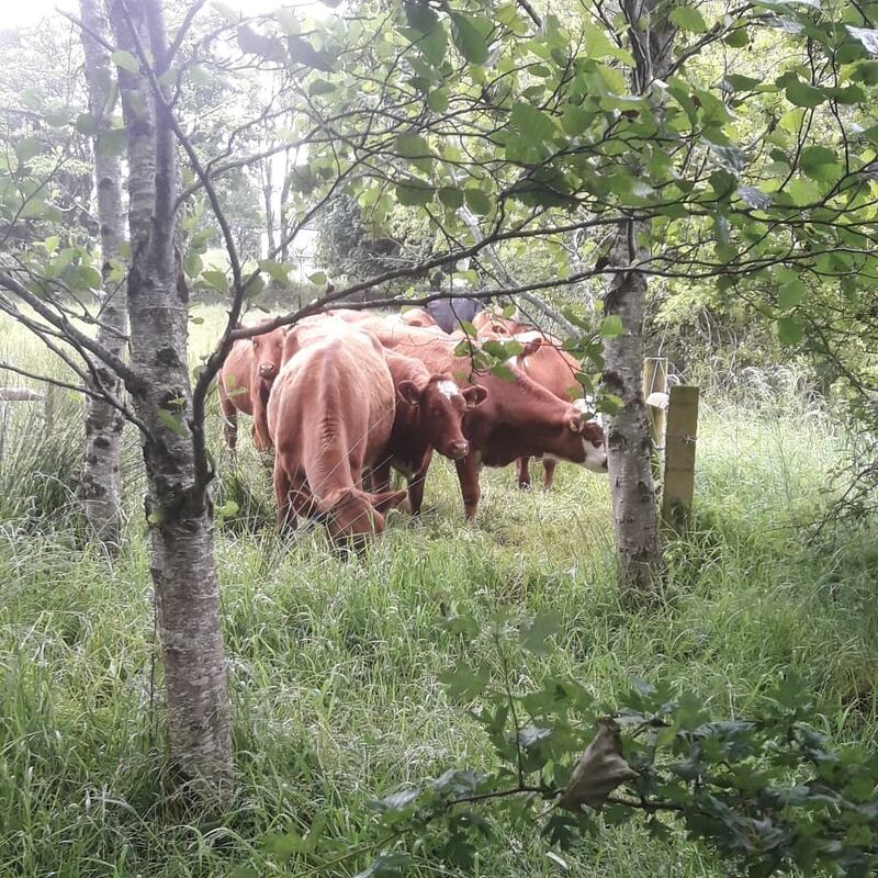 Rare Ruminare: Clive Bright moves his cows between dozens of paddocks