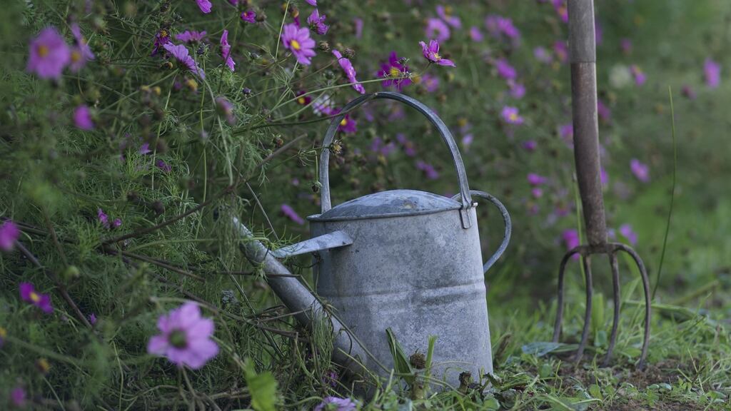 The pretty annual Cosmos flowering in an Irish vegetable garden. Photograph: Richard Johnson.