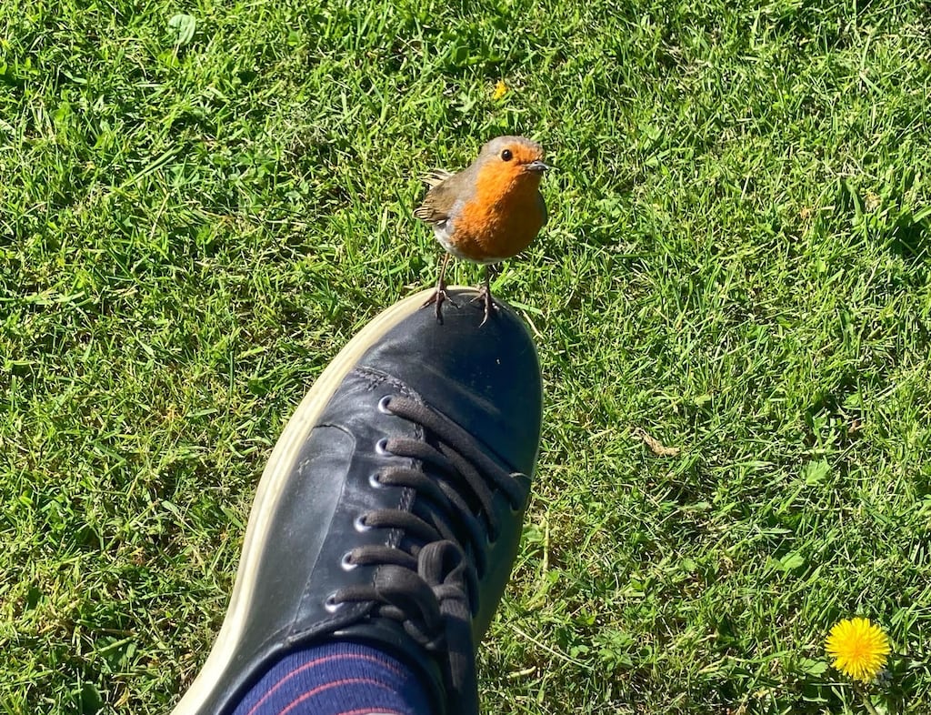 It seems as though Irish robins have some unique behaviours compared to their Continental counterparts