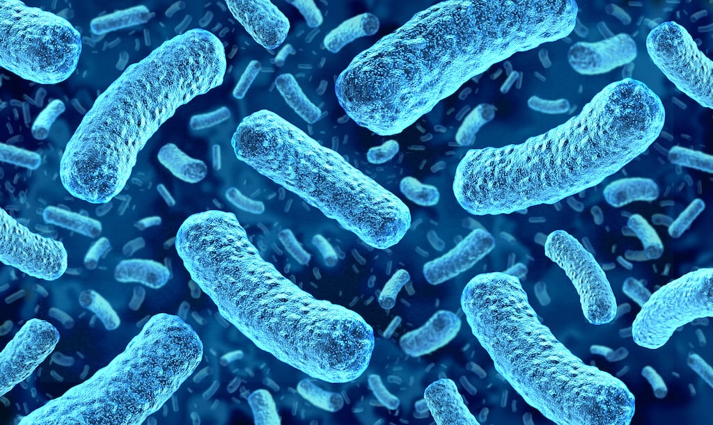 Listeriosis, caused by the bacteria listeria monocytogenes, for most people causes only temporary flu-like symptoms. Image: iStock