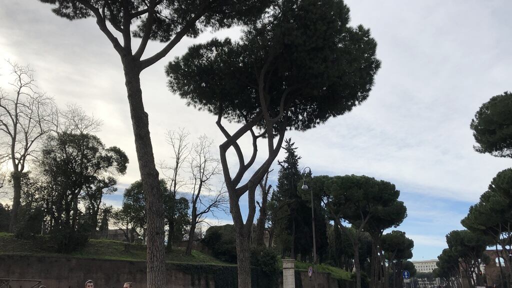 “The pines have become a particular danger of late, for historical reasons. And yet again, it appears, Mussolini is in part to blame.”