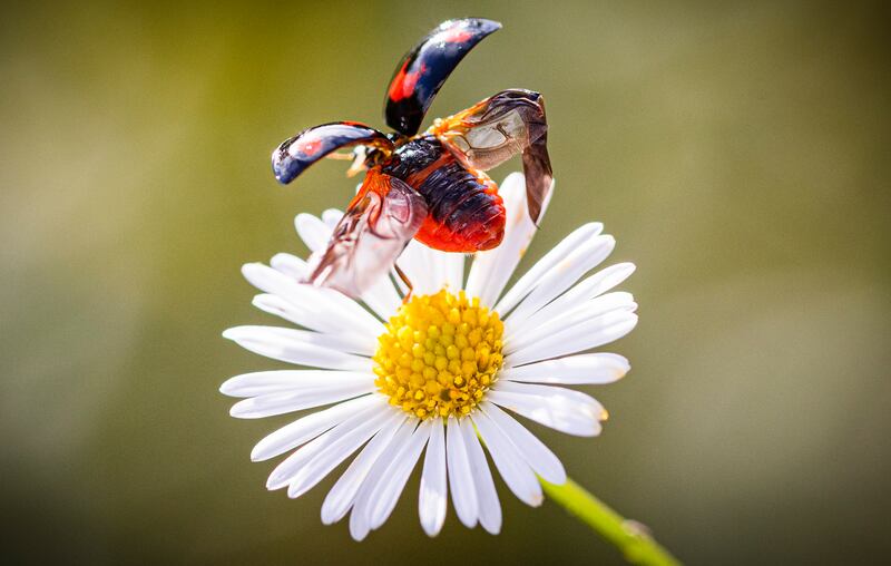 A black ladybird takes off from a flower on the banks of the river Camac in Kilmainham. Photograph: Marc O'Sullivan