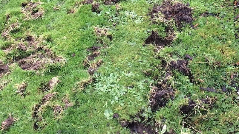 Badger-related lawn damage