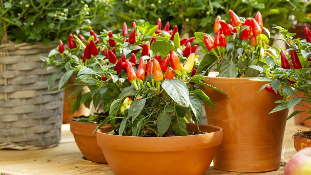 Like tomatoes, chillies love heat and will grow well indoors on a warm windowsill. Photograph: iStock