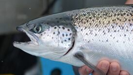 Fish farm licence delay ‘costing 2,000 jobs’