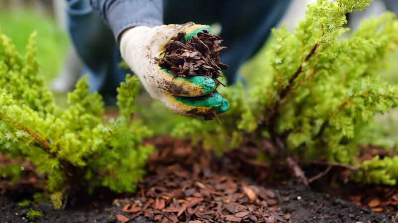 Mulching with pine bark:  organic mulches support soil health in a myriad of useful ways, protecting it from erosion and leaching while boosting the activity of all the mini-beasts and micro-organisms essential to keeping it in good shape. Photograph: iStock