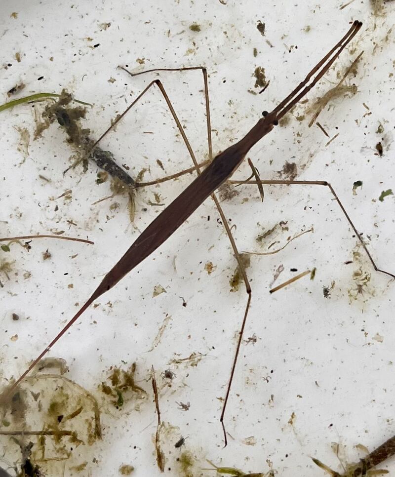 Winter stick Insect