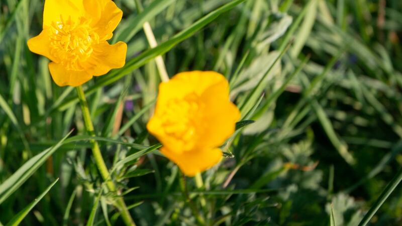 Buttercups are phototropic. Photograph: iStock