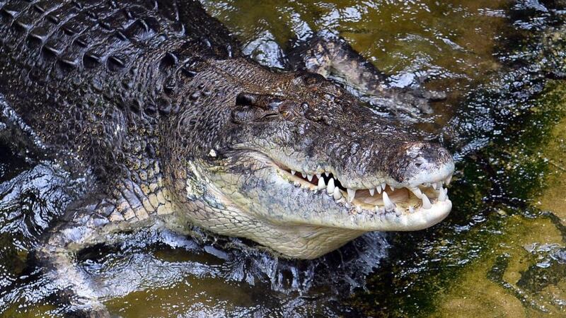 Crocodiles, alligators and the Indian gharial represent the closest living relatives to birds. Photograph: Saeed Khan/AFP/Getty Images