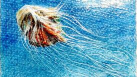 Jellyfish with sting that closes beaches