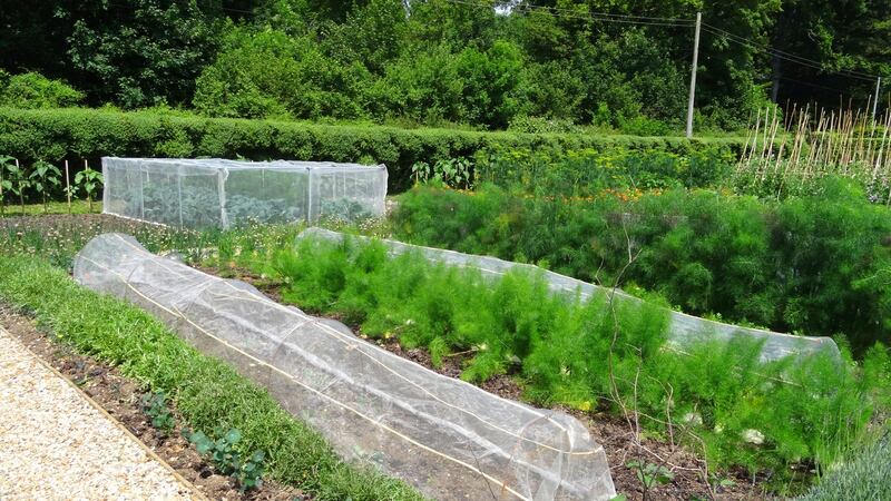 Horticultural fleece creates a protected micro-climate where the difference in temperature can be as much as 5C. It can protect young shoots against late frosts or help freshly sown seed to germinate.