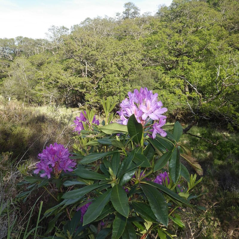 Rhododendron threat: one of the plants in the formerly cleared Eamonn’s Wood, in Killarney National Park, last week. Photograph: Bill Quirke/Groundwork