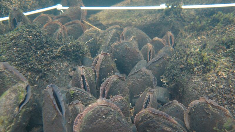 Pearl mussels in Co Kerry. The species, which can live for 100 years, faces extinction. Photograph: Eugene Ross
