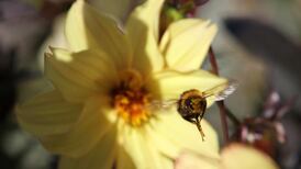 The  clumsiness that makes wild pollinators indispensable