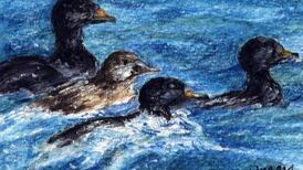 Decline in numbers of wintering waterbirds continues apace