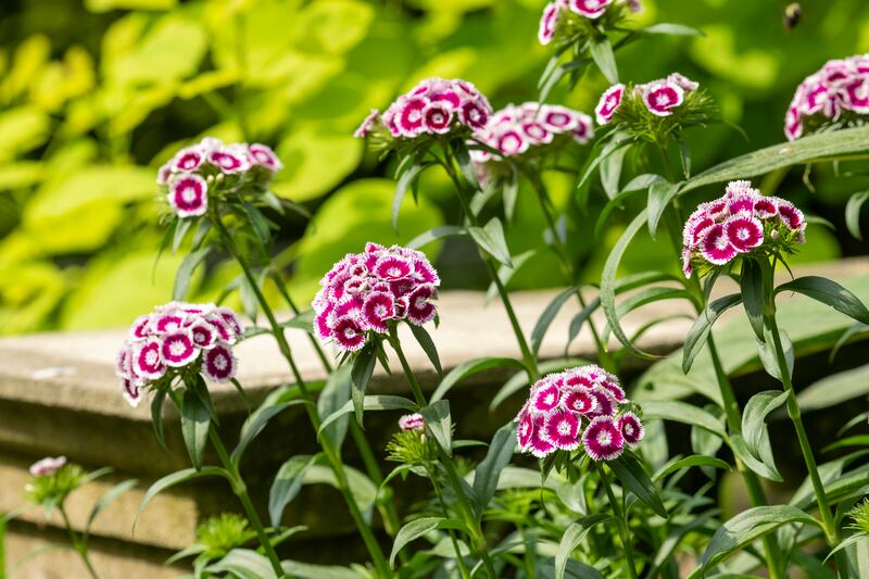 Sweet William. Photograph: Getty