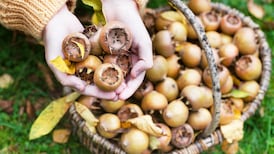 Delicious home-grown autumn fruits you won’t find in the supermarket