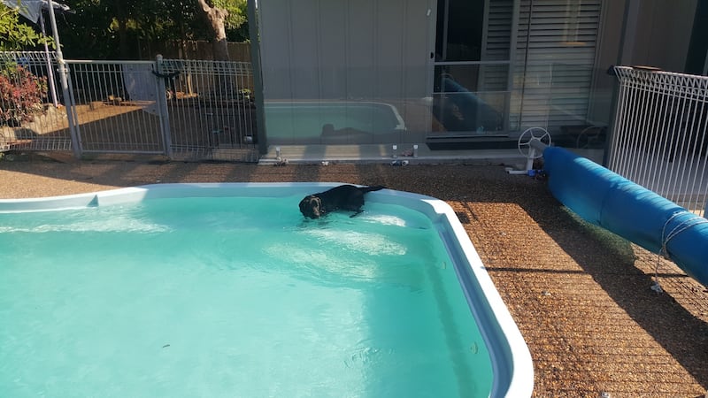 Finbarr McCarthy: ‘Boris won’t get out of the pool.’